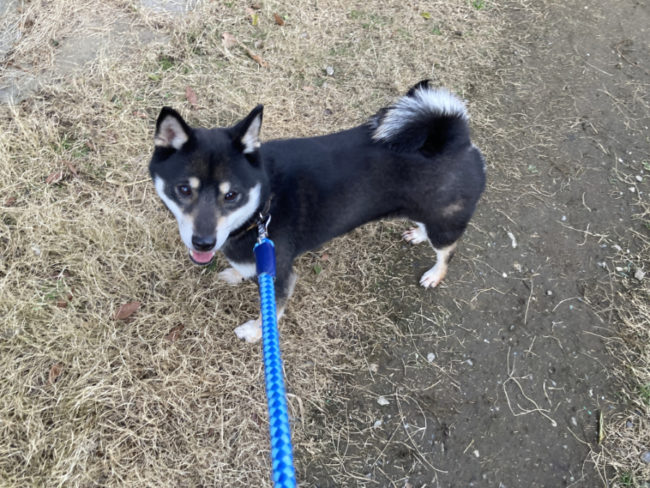 黒柴花ちゃん2026