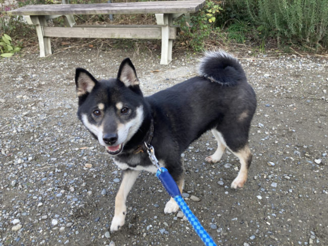 黒柴花ちゃん2026