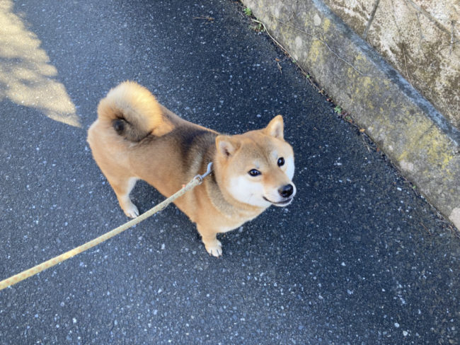 柴犬凪ちゃん2026