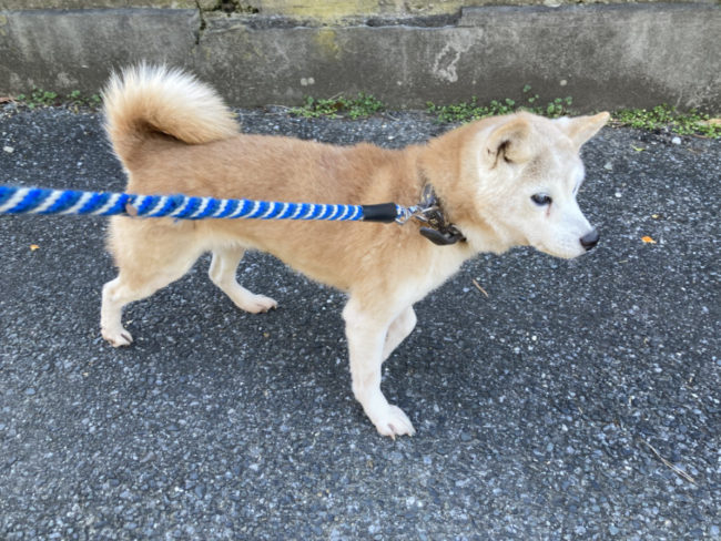 赤柴あずき11歳