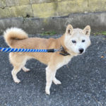 赤柴あずき11歳