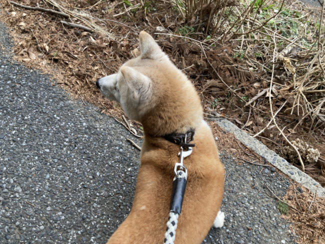 後ろ頭が老化で白くなる美里