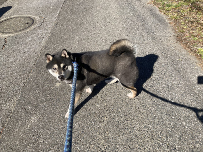 黒柴チコちゃん