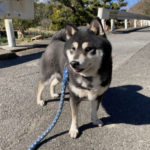 黒柴チコちゃん