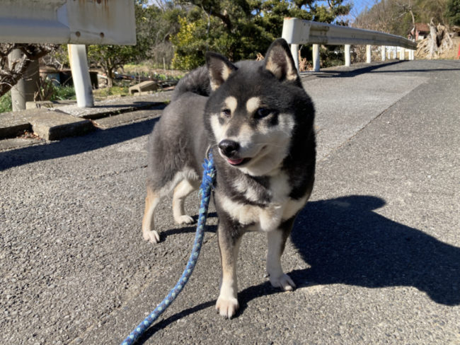 黒柴チコちゃん