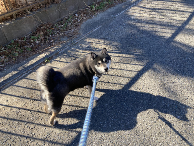 黒柴チコちゃん