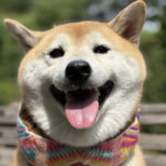 柴犬花ちゃん7歳