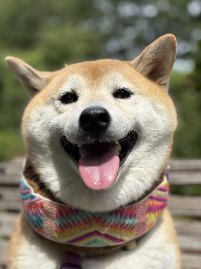 柴犬花ちゃん7歳