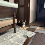 黒柴チタちゃんの写真