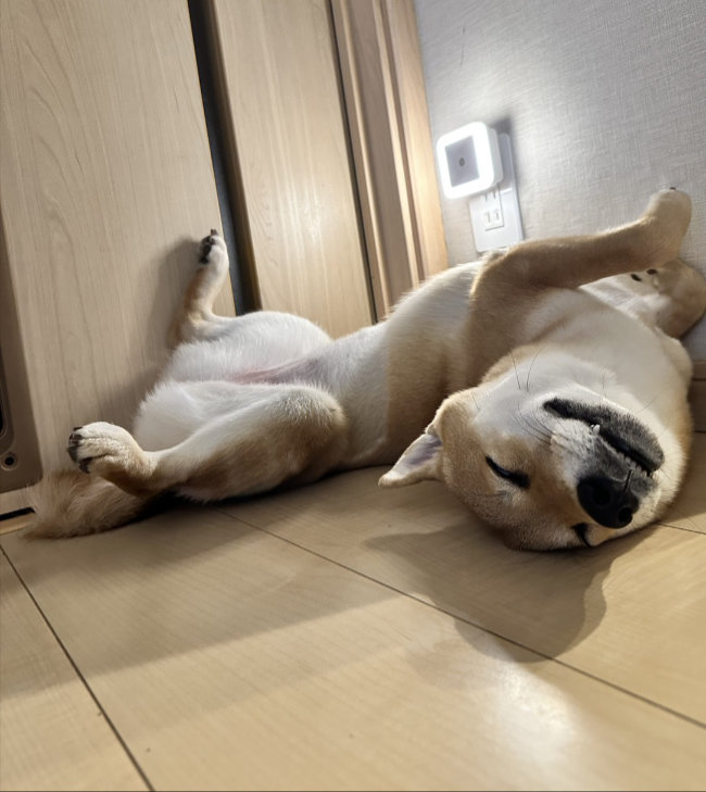 柴犬翠ちゃん2026