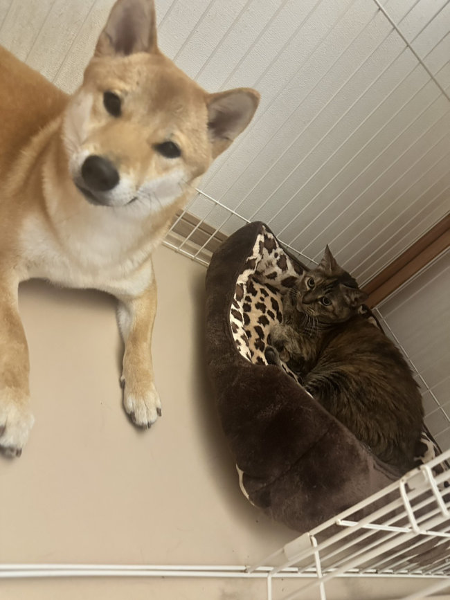 柴犬翠ちゃん2026_