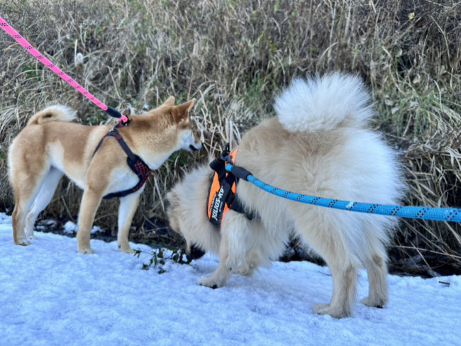 柴犬翠ちゃん2026_