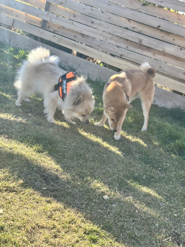 柴犬翠ちゃん2026_