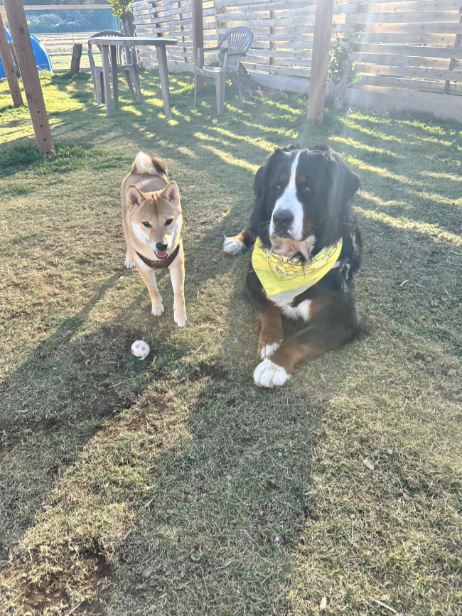 柴犬翠ちゃん2026_