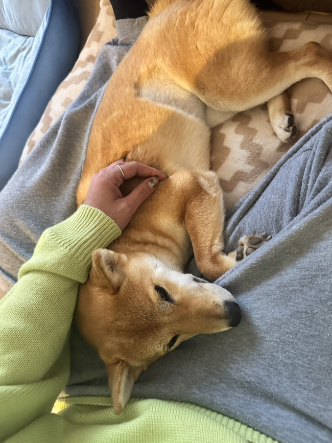 飼い主様に甘える柴犬翠ちゃん