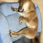 ベッドで寝入る翠ちゃん