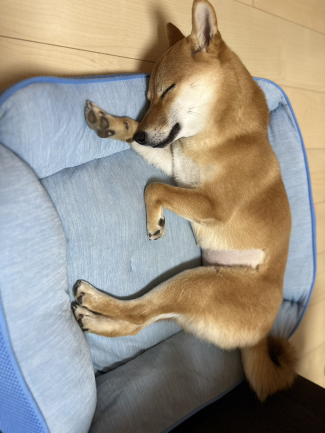 ベッドで寝入る翠ちゃん