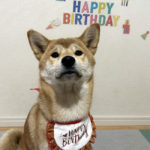 １歳の誕生日の柴犬こころちゃん