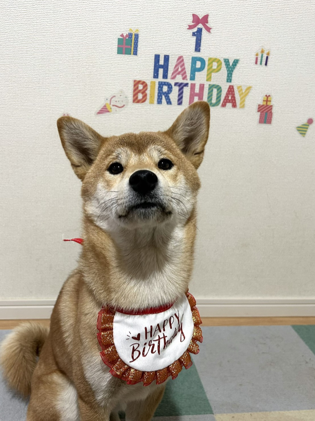 １歳の誕生日の柴犬こころちゃん