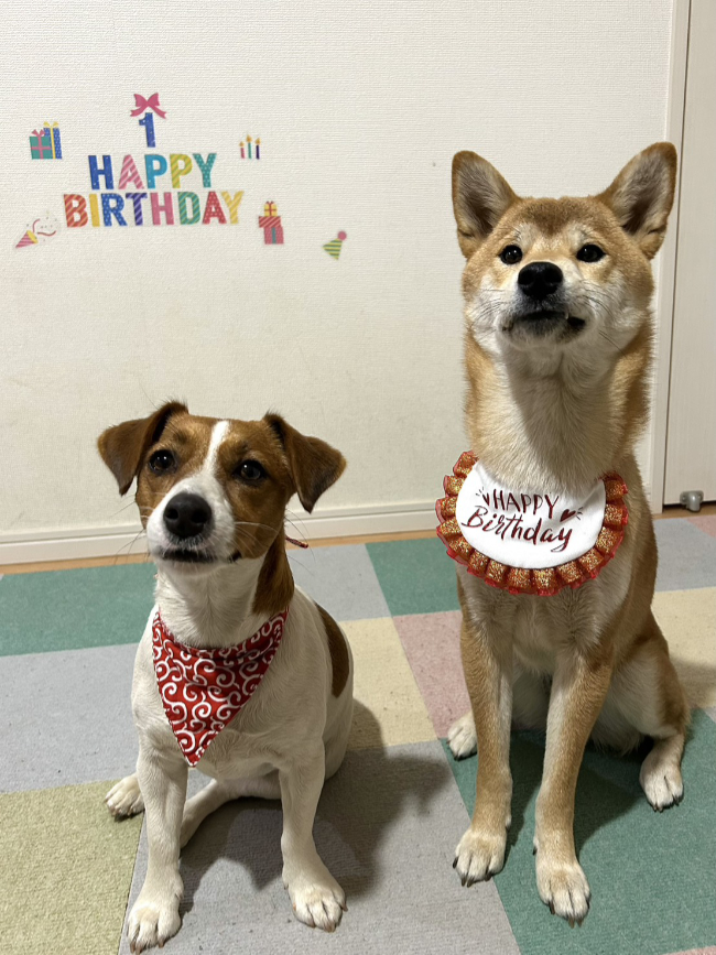 ジャックラッセルテリアのみやびちゃんと一緒に１歳のお誕生日をお祝いの柴犬こころちゃん