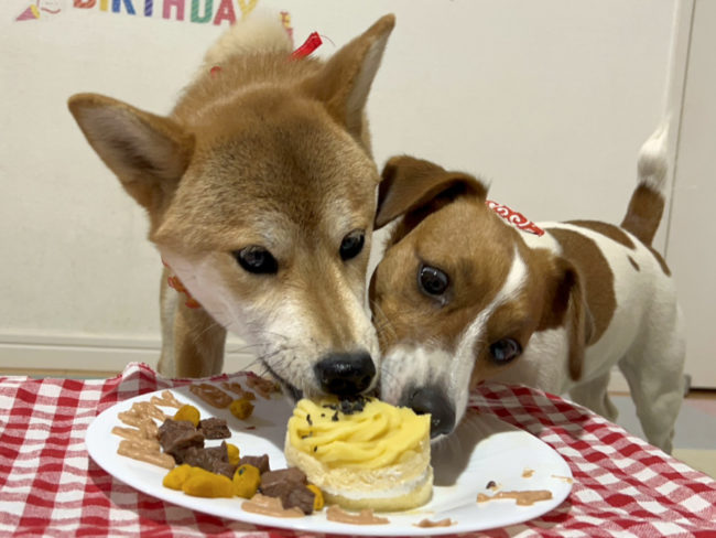 ジャックラッセルテリアのみやびちゃんと一緒にお誕生日ケーキを食べる柴犬こころちゃん