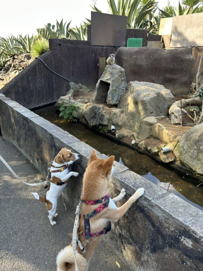 動物を観察するこころちゃん・みやびちゃんコンビ