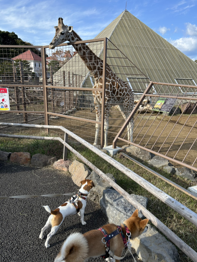 キリンを観察するこころちゃん・みやびちゃんコンビ