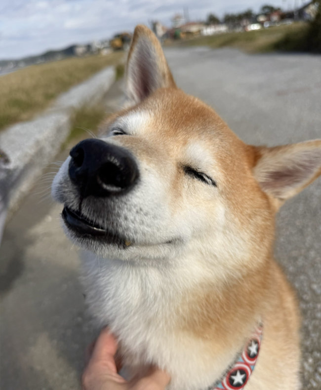 海と柴犬キンちゃん（9歳）