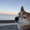 海と柴犬キンちゃん（9歳）