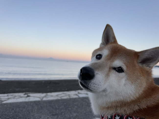 海と柴犬キンちゃん（9歳）
