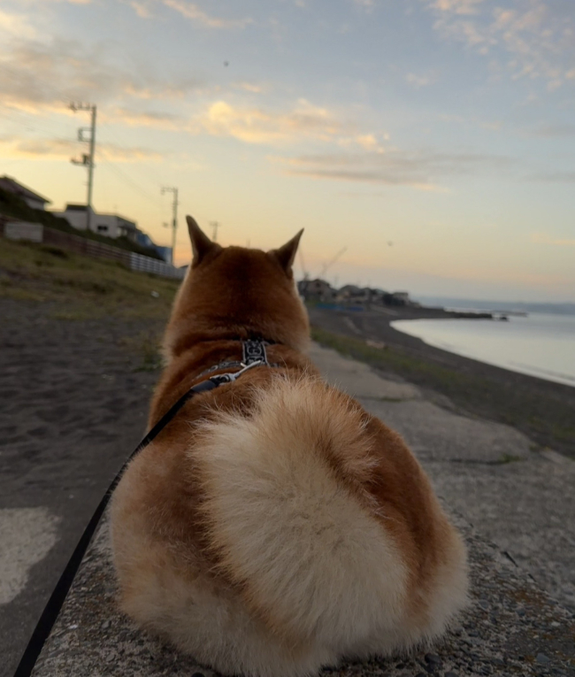 海と柴犬キンちゃん（9歳）