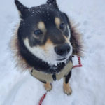 雪を楽しむ黒柴らん丸くん