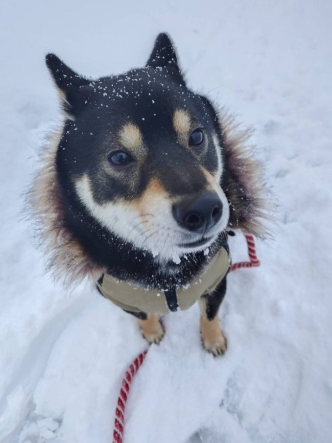 雪を楽しむ黒柴らん丸くん