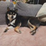 黒柴モモちゃんの写真