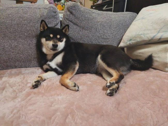 黒柴モモちゃんの写真