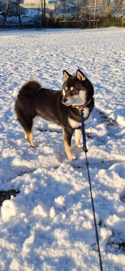 黒柴モモちゃんの写真