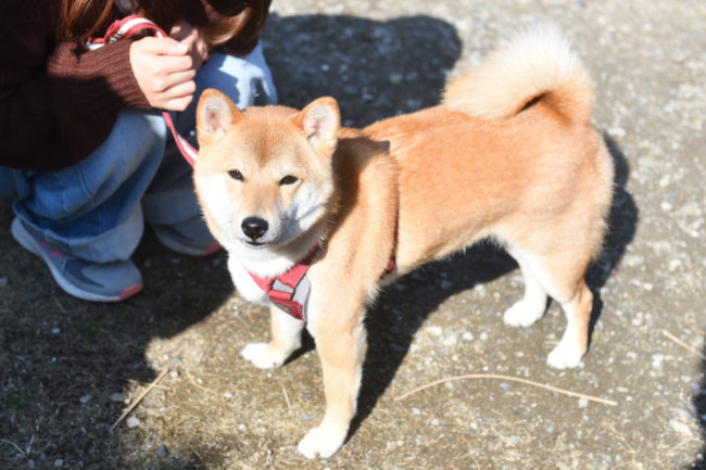 柴犬蘭ちゃん1歳