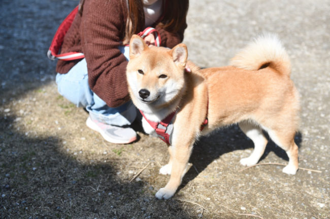 柴犬蘭ちゃん1歳