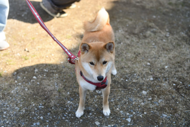 柴犬蘭ちゃん1歳