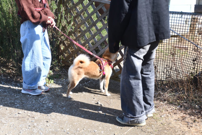 出待ちする柴犬蘭ちゃん