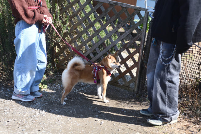 出待ちする柴犬蘭ちゃん