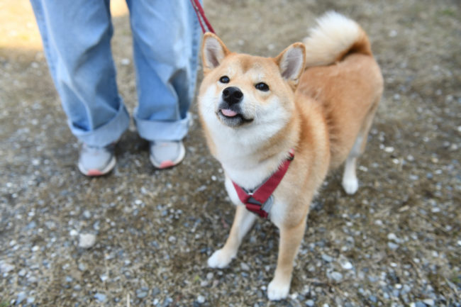 柴犬蘭ちゃん1歳