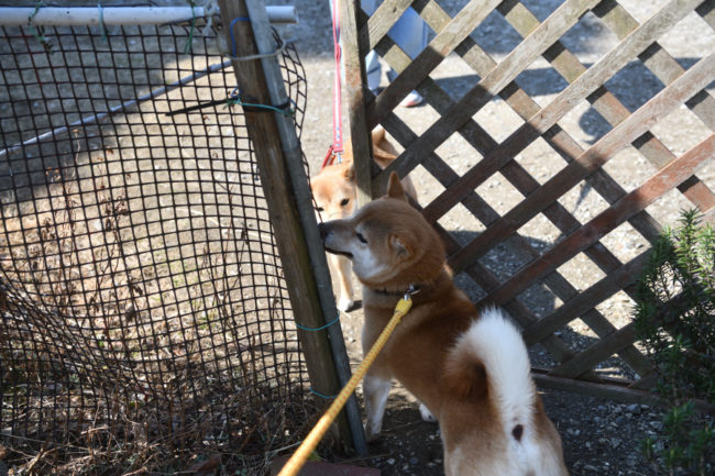 柴犬菊次郎くんを出待ちする蘭ちゃん