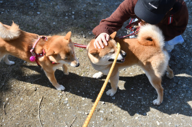 父親の柴犬菊次郎くんと娘の蘭ちゃん