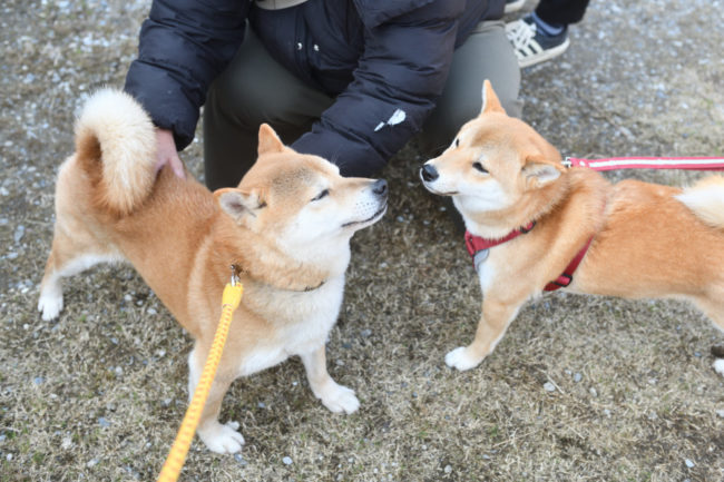父親の柴犬菊次郎くんと娘の蘭ちゃん
