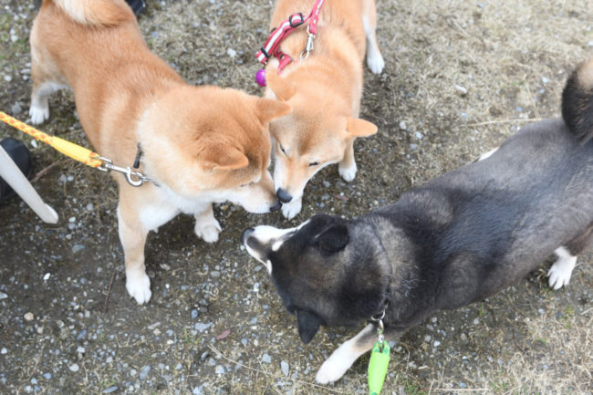 黒柴チコちゃんと蘭ちゃん