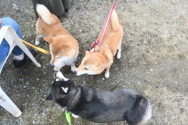 黒柴チコちゃんと蘭ちゃん