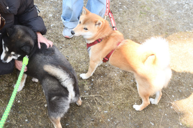 黒柴チコちゃんと蘭ちゃん