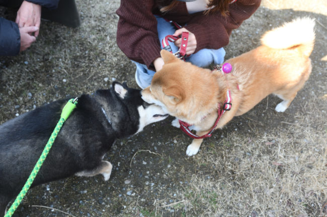 黒柴チコちゃんと蘭ちゃん
