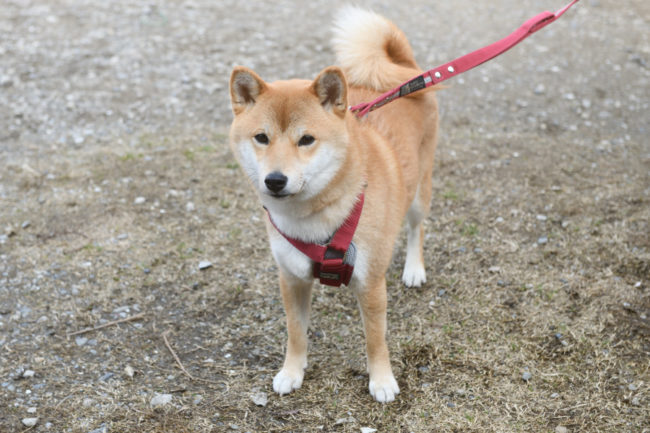 柴犬蘭ちゃん